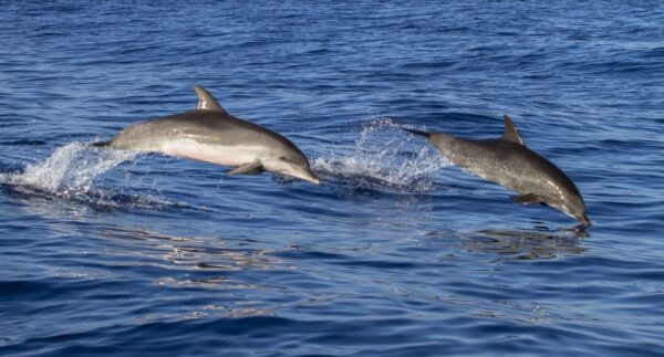 two dolphins swimming in ocean