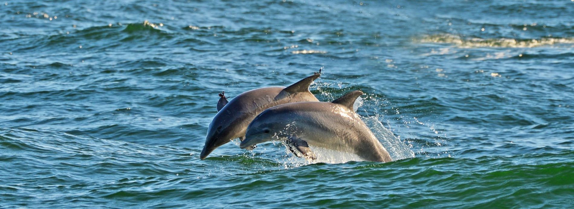 Experience A Dolphin Tour During Your PCB Vacation Feature Image