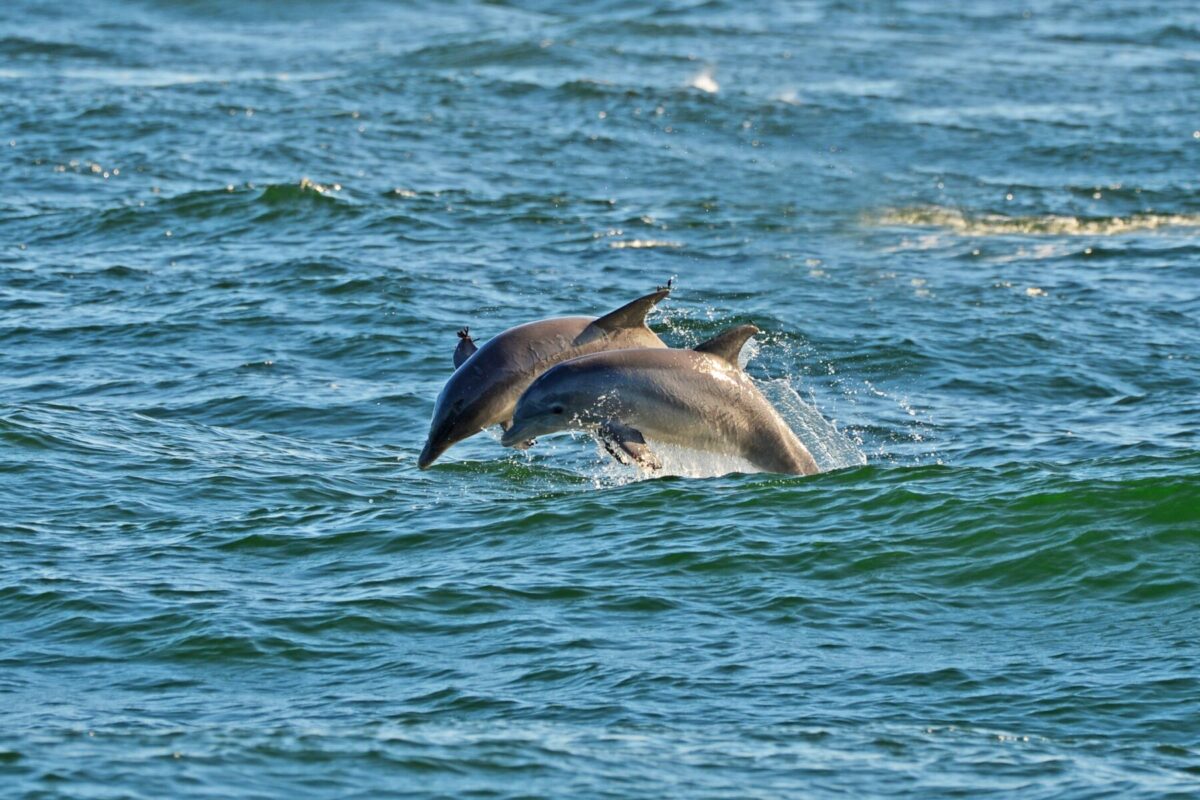 dolphins in St. Andrews State Park