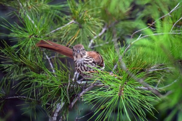 bird in conifer tree