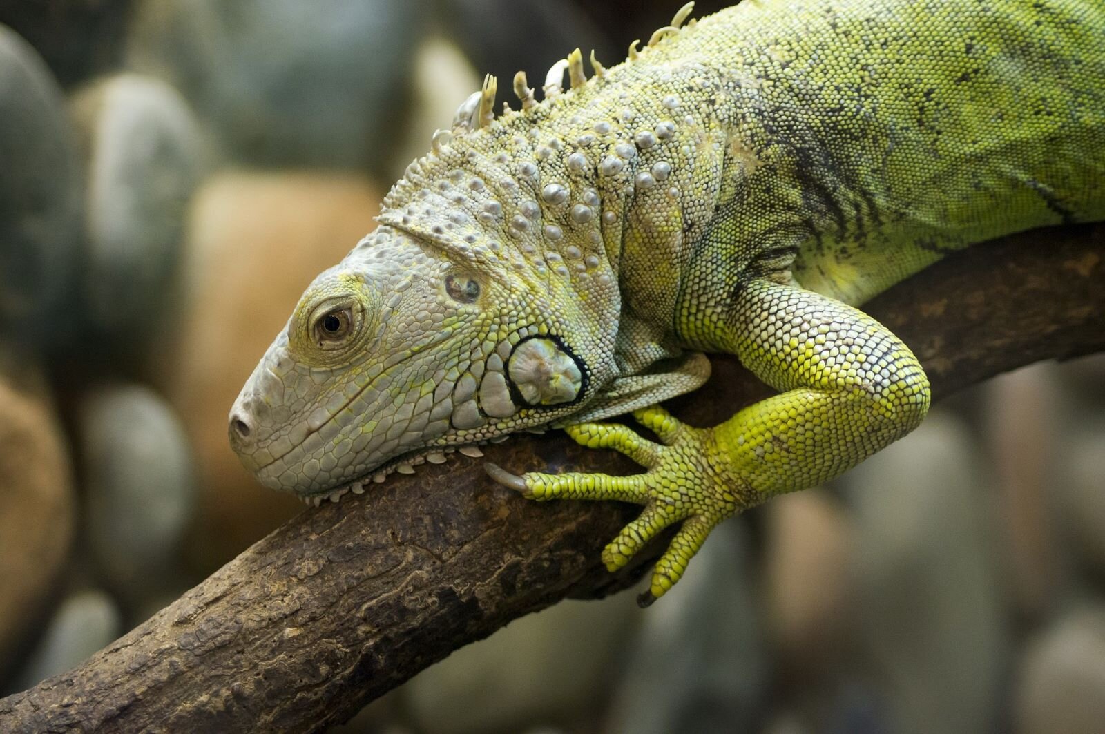 iguana resting on a branch