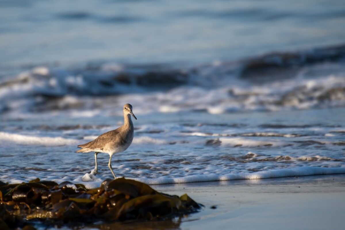 sea bird on the beach