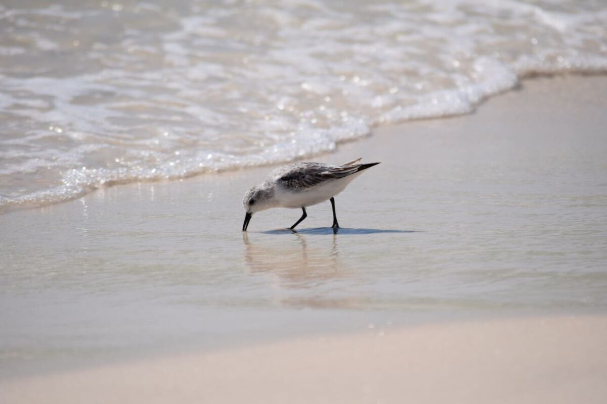 sanderling in the surf