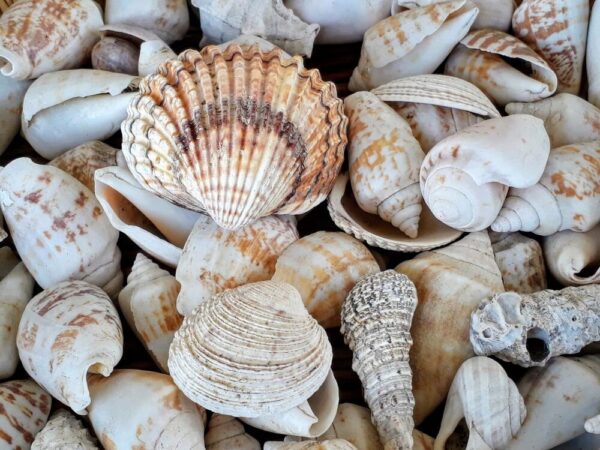 an assortment of sea shells