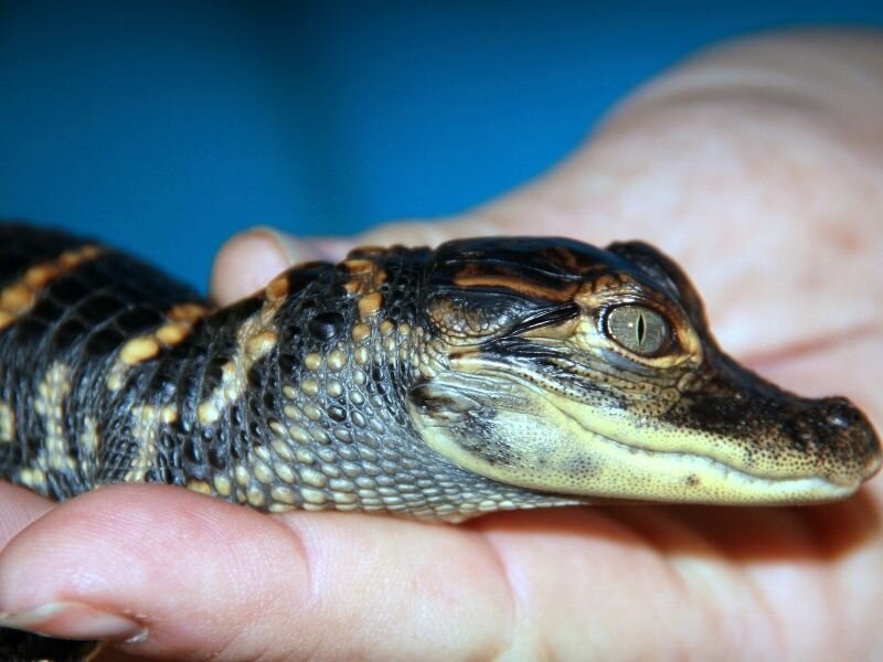 baby alligator being held