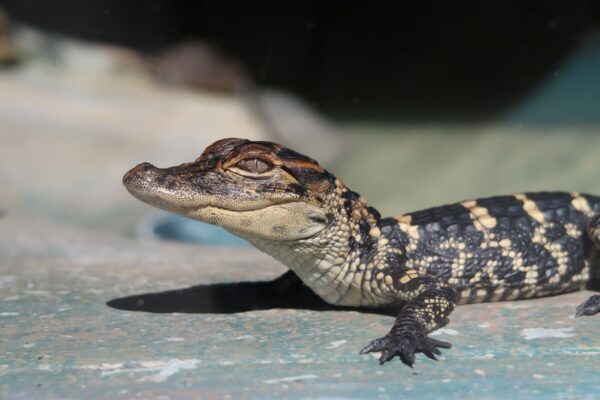 baby alligator up close